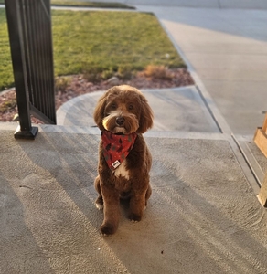 Comet F1B Mini Goldendoodle of Minnie & Goose